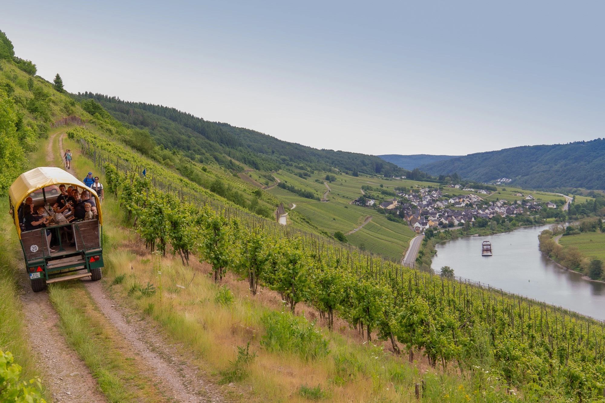 Wanderweg Falklay zwischen Burg und Reil mit Moselblick durch die Weinberge