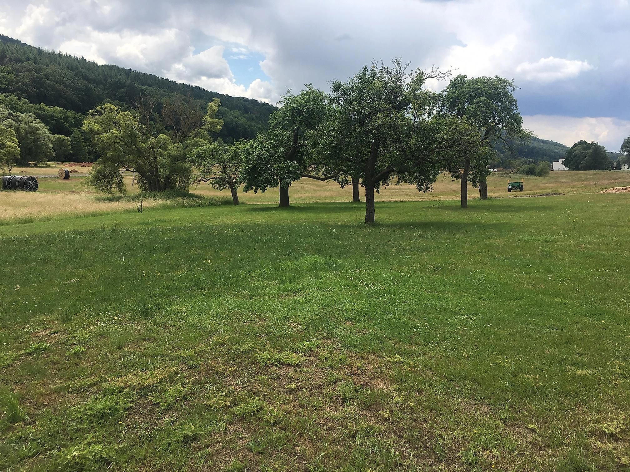 Eine Wiese mit mehreren Bäumen und sanften Hügeln im Hintergrund. Der Himmel ist bewölkt und es ist eine ruhige, grüne Landschaft.